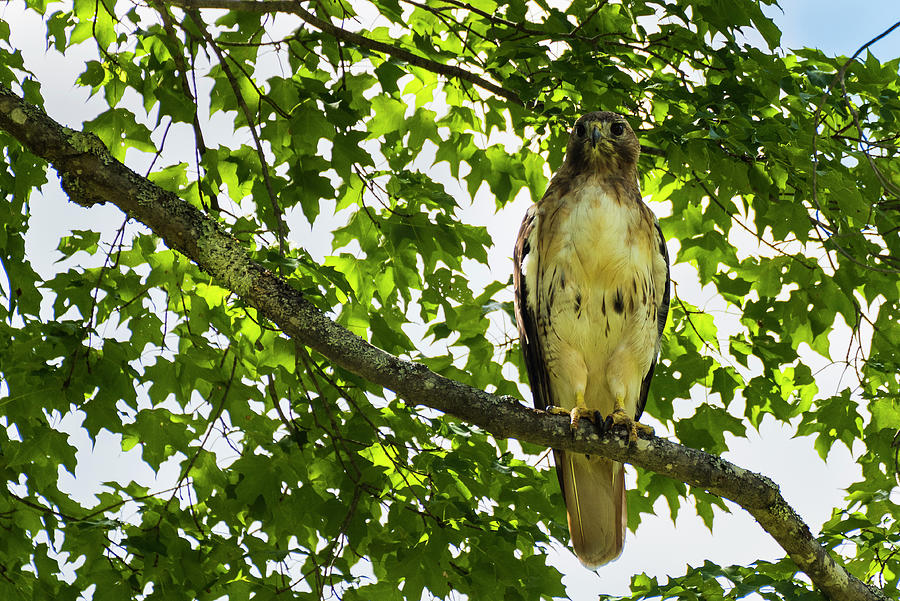 Feather Photograph - Red Tailed Hawk by Brenda Petrella Photography Llc
