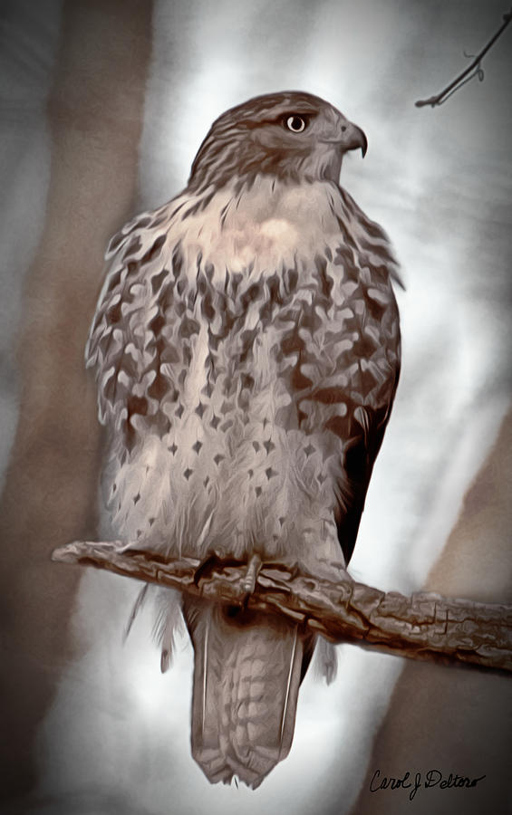 Red-tailed Hawk Photograph