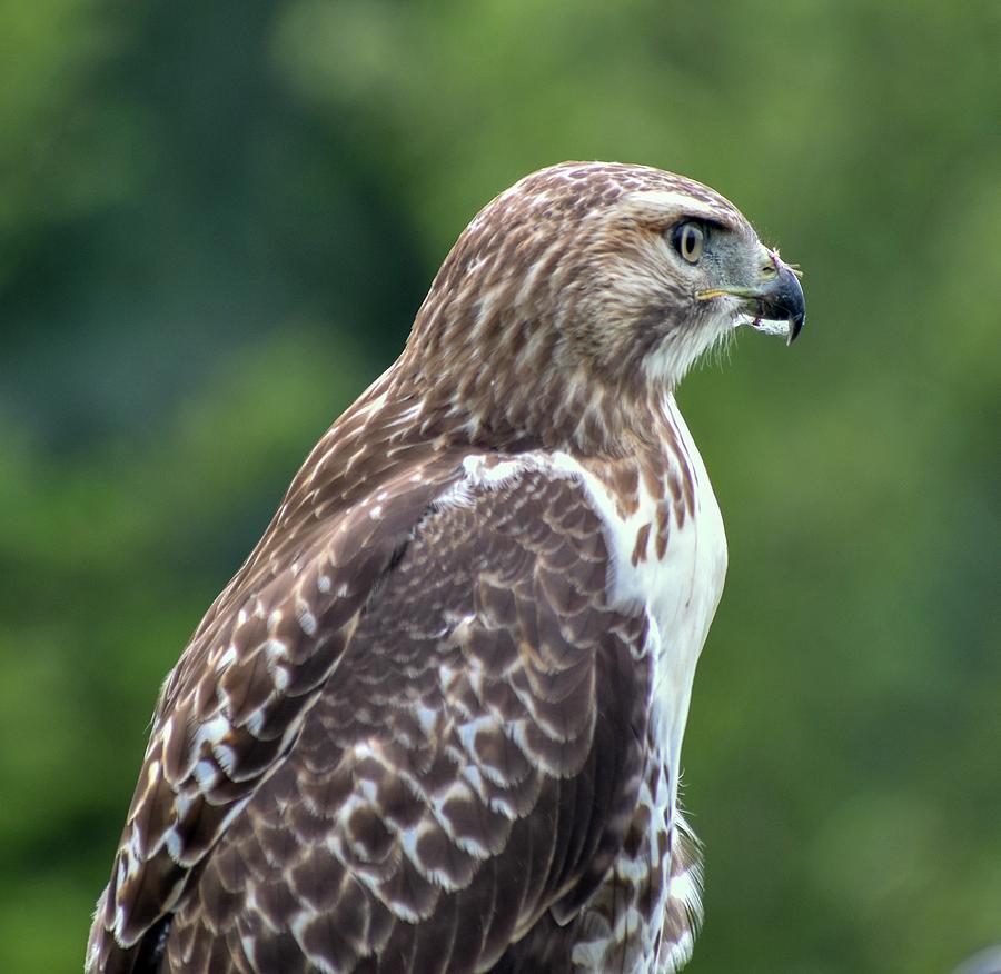 Red Tailed Hawk Photograph by Catherine Chalk - Pixels