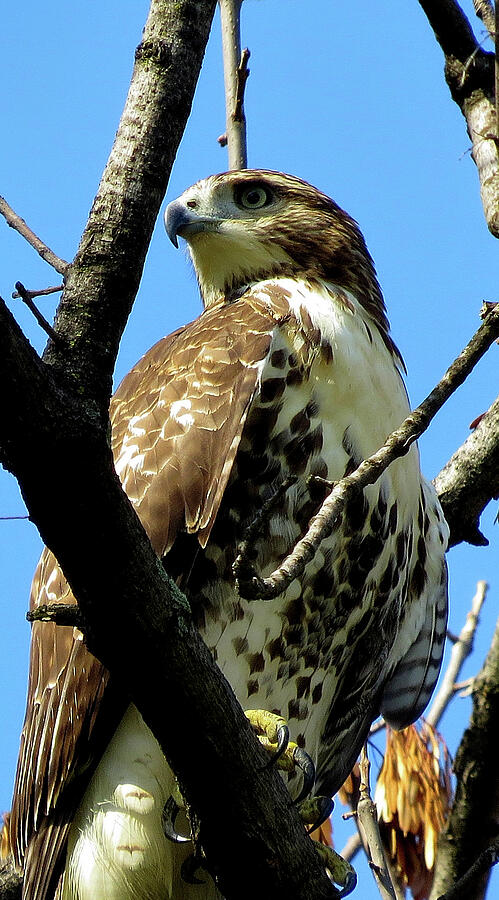 Red-tailed Hawk Close Up Photograph by Linda Stern