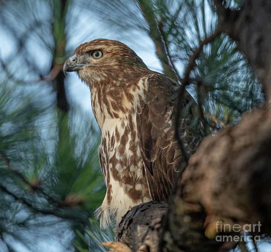 Red Tailed Hawk Photograph by Dale Powell