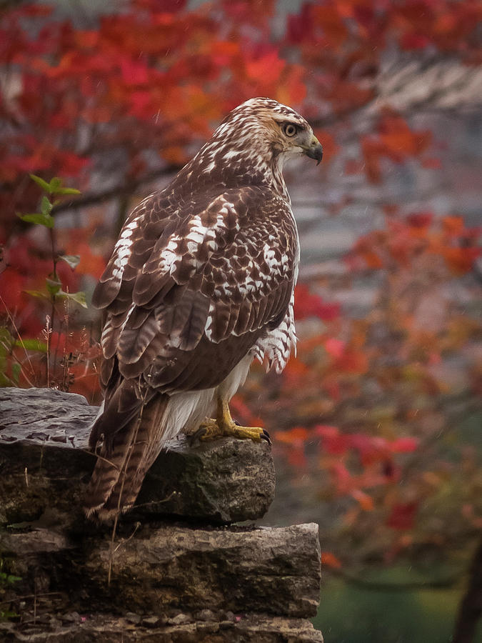 Buteo Jamaicensis Photograph - Red-Tailed Hawk by David Hook Buteo Jamaicensis Photograph - Red-Tailed Hawk by David Hook