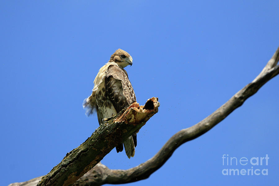 Red-Tailed-Hawk Fledgling Photograph by Charline Xia