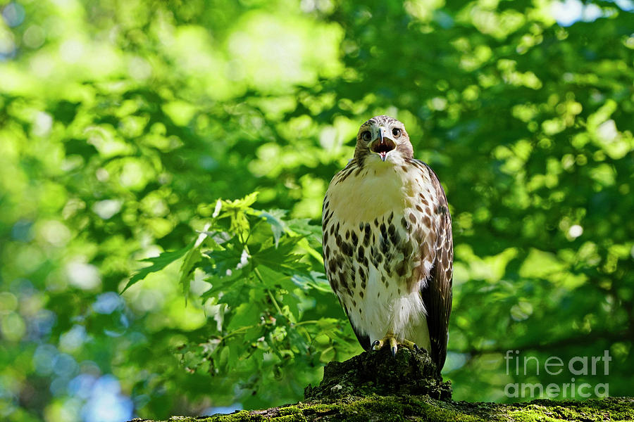 Red-Tailed-Hawk Fledgling Crying Photograph by Charline Xia