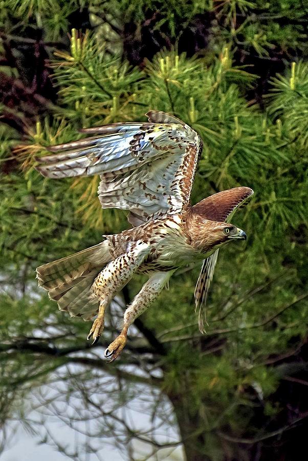 Red-Tailed Hawk Flight Photograph by Robert Hayes