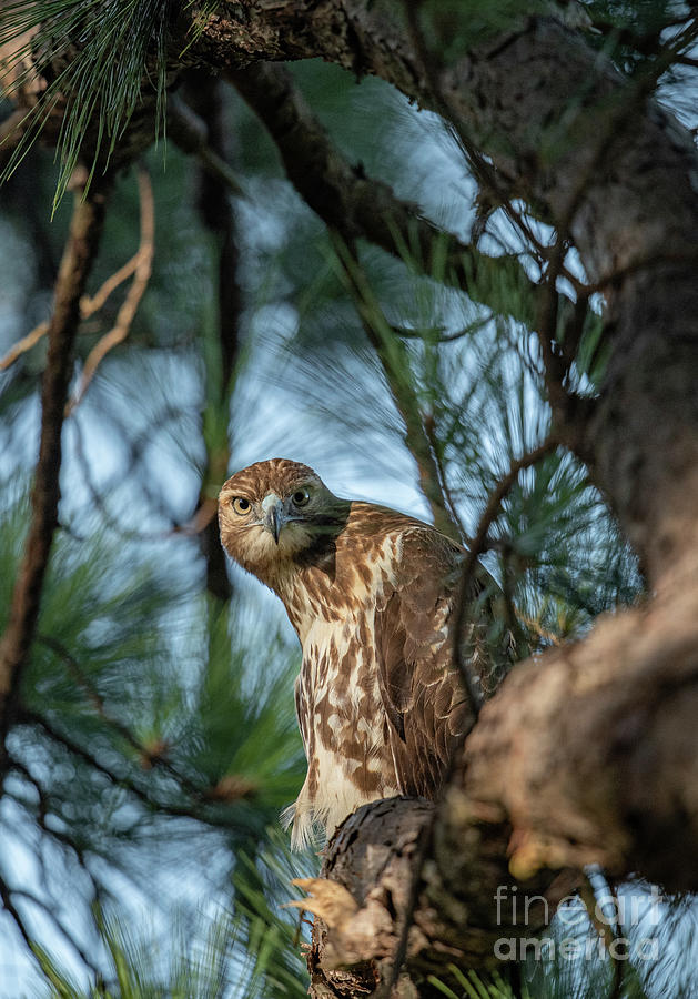 Red Tailed Hawk Glazing Stare Photograph