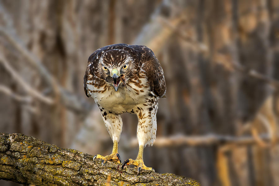 Bird Photograph - Red-tailed Hawk Got Prey In The Mouth by Jian Xu