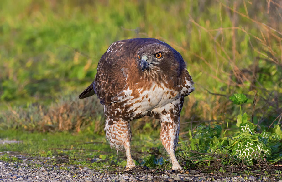 Red-tailed Hawk Hunting Bugs Photograph by Kathleen Bishop