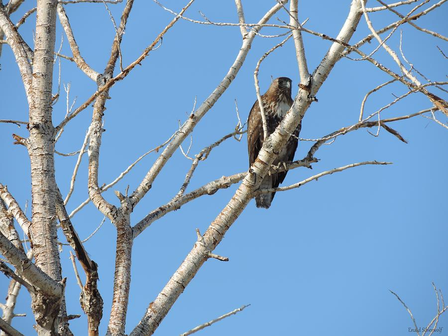 Red Tailed Hawk in Cottonwood Tree 11-9-2015 Photograph by Enaid Silverwolf