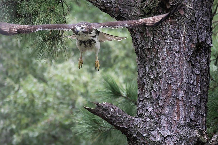 Hawk Digital Art - Red-Tailed Hawk in flight by Ed Stines