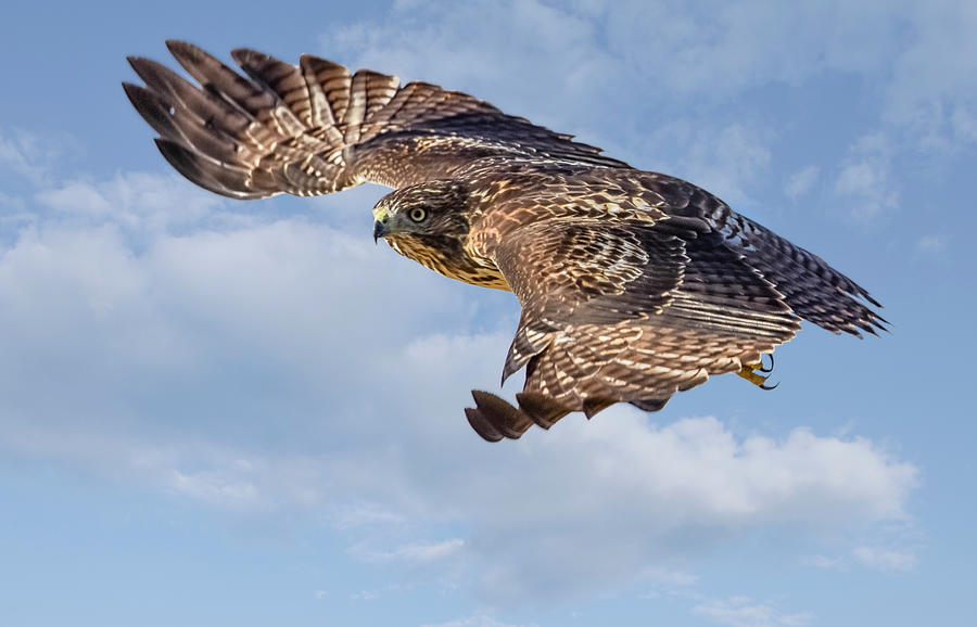 Red Tailed Hawk in flight Photograph by Rick Mosher