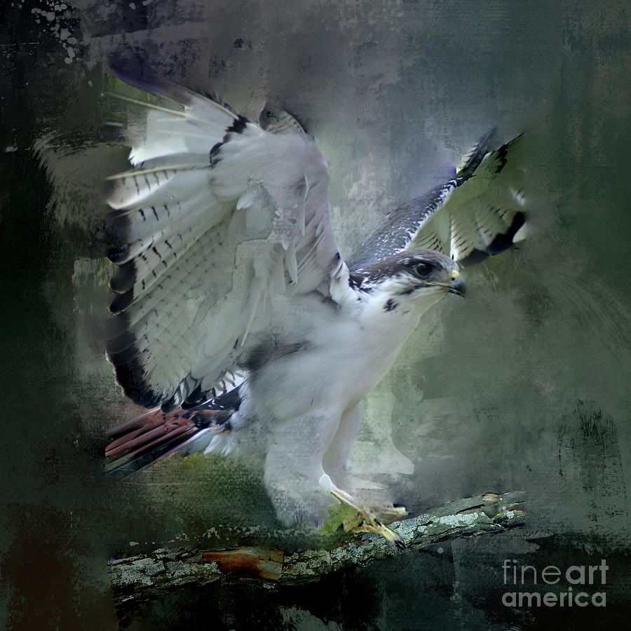 Red Tailed Hawk in Gray Mixed Media by Kathy Kelly
