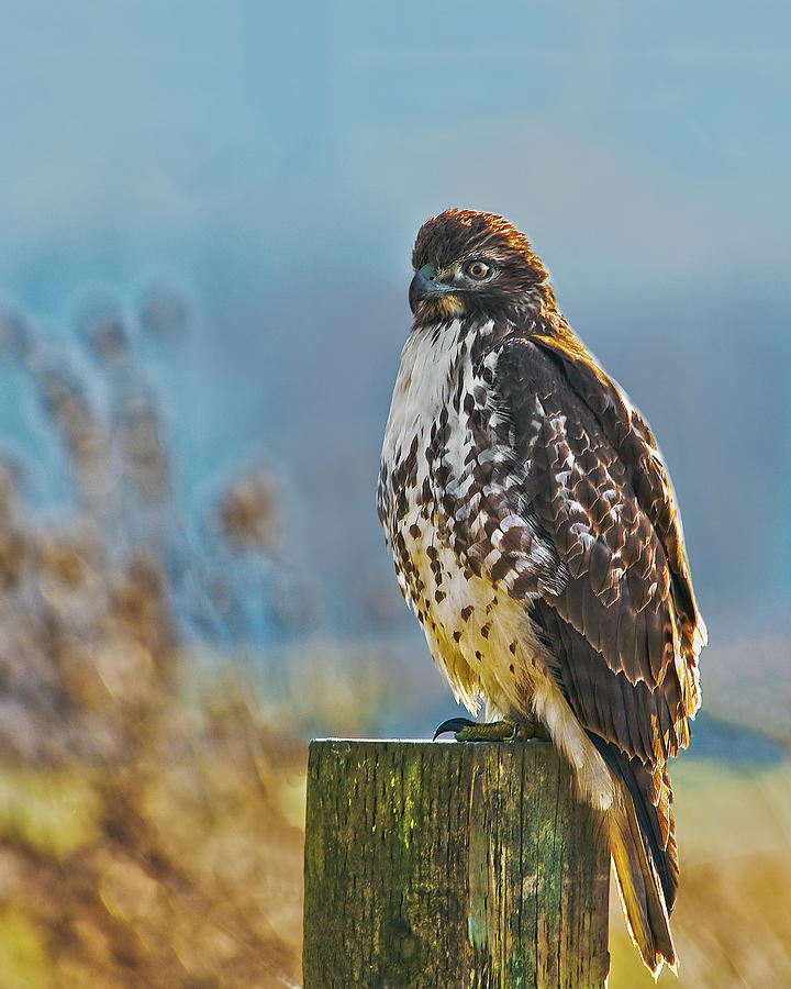 Red Tailed Hawk in Profile Photograph by John Christopher