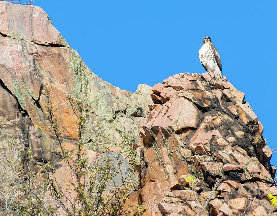 Red-tailed Hawk In Waterton Canyon Photograph