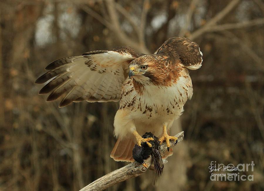 Red-tailed Hawk J-3 Photograph by Gail Huddle - Fine Art America