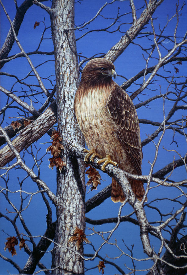 Red Tailed Hawk Painting by Jeff Tift