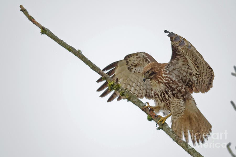 red tailed hawk landing drawing