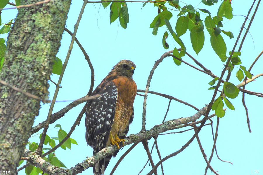 Red Shouldered Hawk Photograph by Lisa Wooten