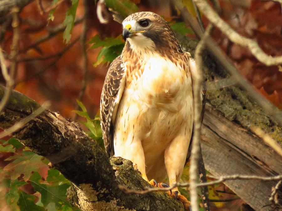 Red Tailed Hawk  Photograph by Lori Frisch