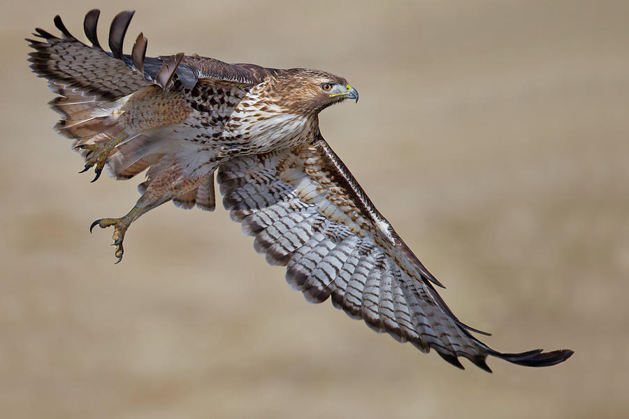 Red-tailed Hawk Photograph by Mallardg500