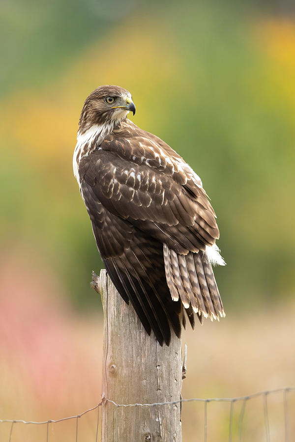 Hawk Photograph - Red-tailed Hawk by Milan Zygmunt