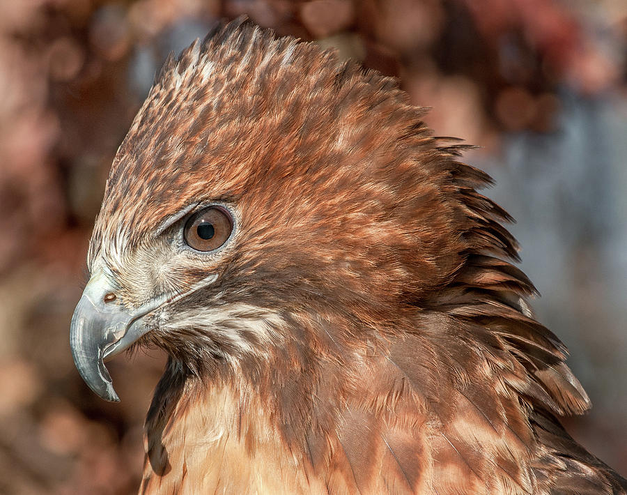 Red Tailed Hawk Photograph by Minnie Gallman
