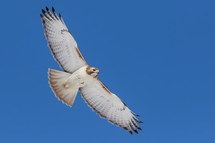 Red-tailed Hawk Photograph by Mircea Costina Photography