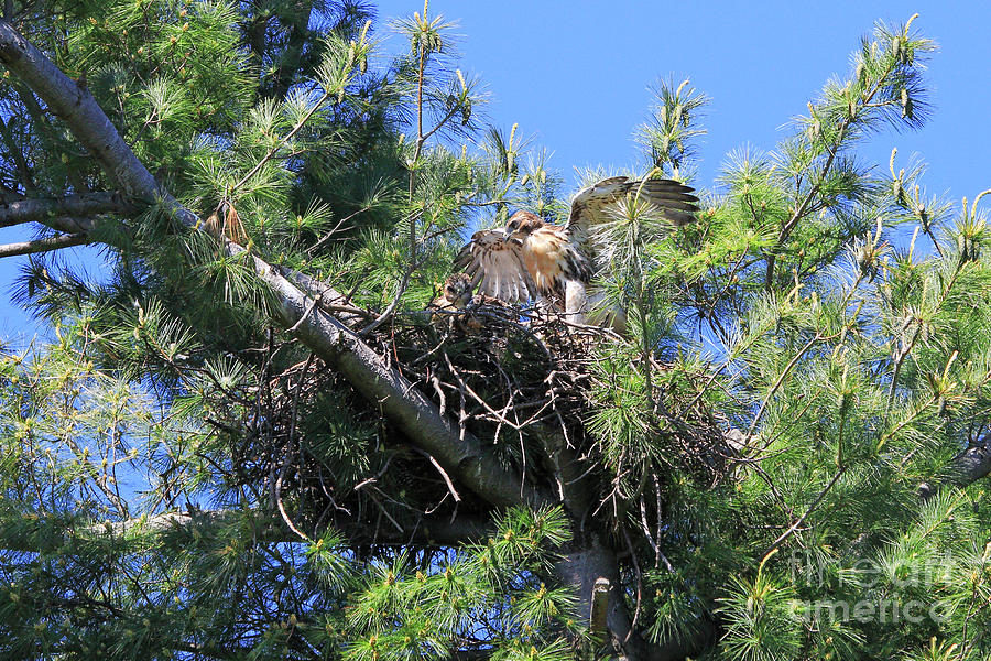 Red-tailed-Hawk Nestlings Photograph by Charline Xia