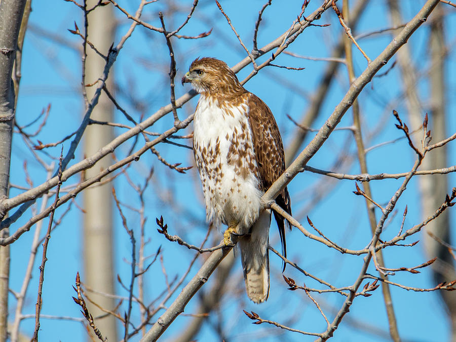 Red-tailed Hawk Photograph by Noble Nuthatch - Fine Art America