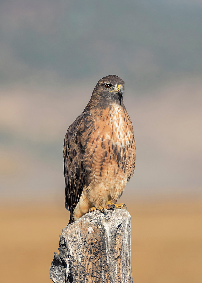 Red Tailed Hawk on a Post Photograph by Loree Johnson