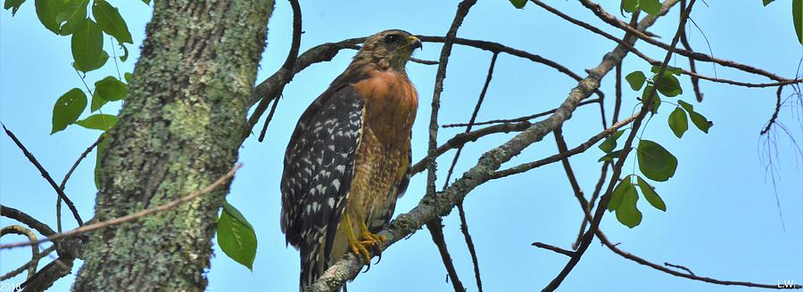 Red Shouldered Hawk Panorama Photograph by Lisa Wooten