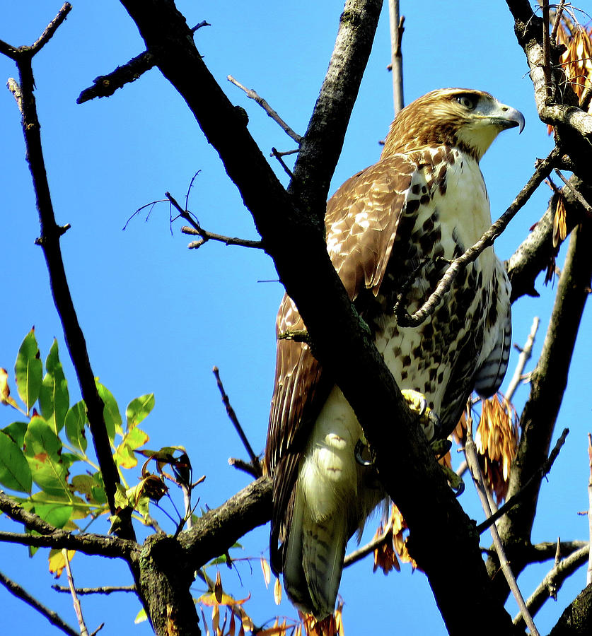 Red-tailed Hawk Perched High Photograph by Linda Stern