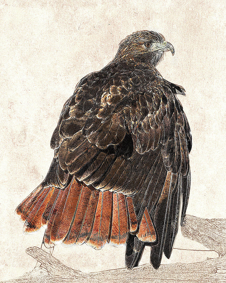 Red-tailed Hawk - Photographic Drawing Photograph by Dawn Currie
