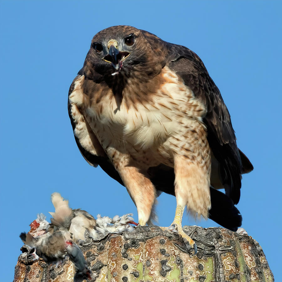 Red-tailed Hawk Portrait Photograph by Kathleen Bishop