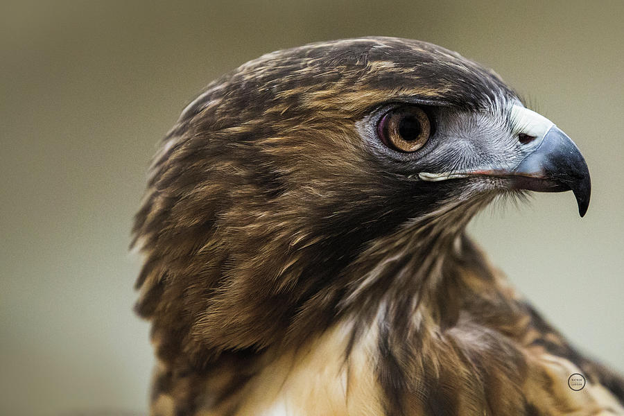 Animal Photograph - Red Tailed Hawk Profile by Nathan Larson