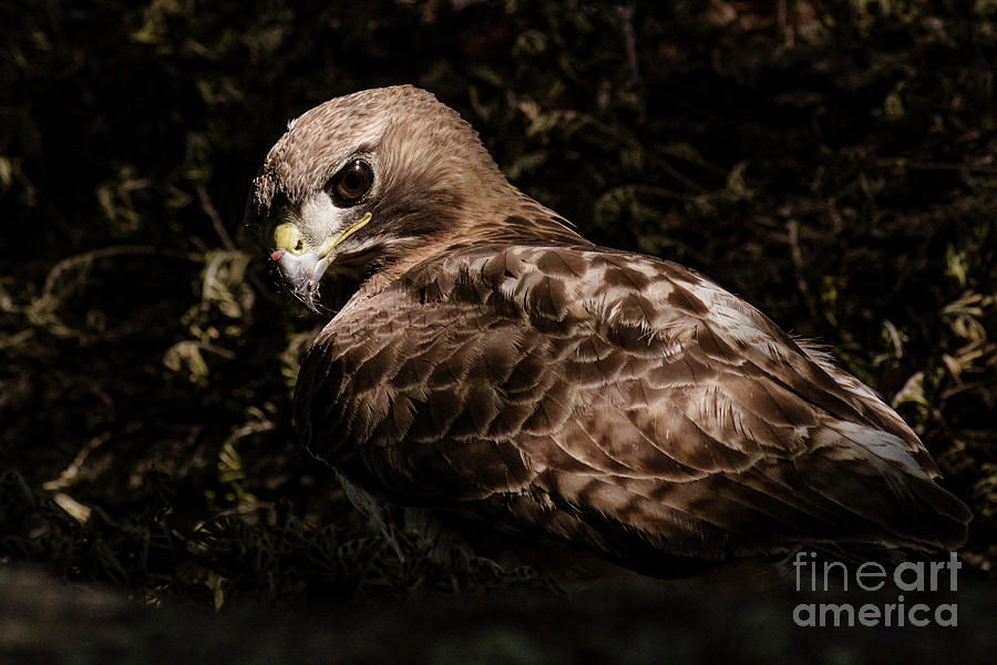 Nature Photograph - Red-tailed Hawk by Rafael De Armas
