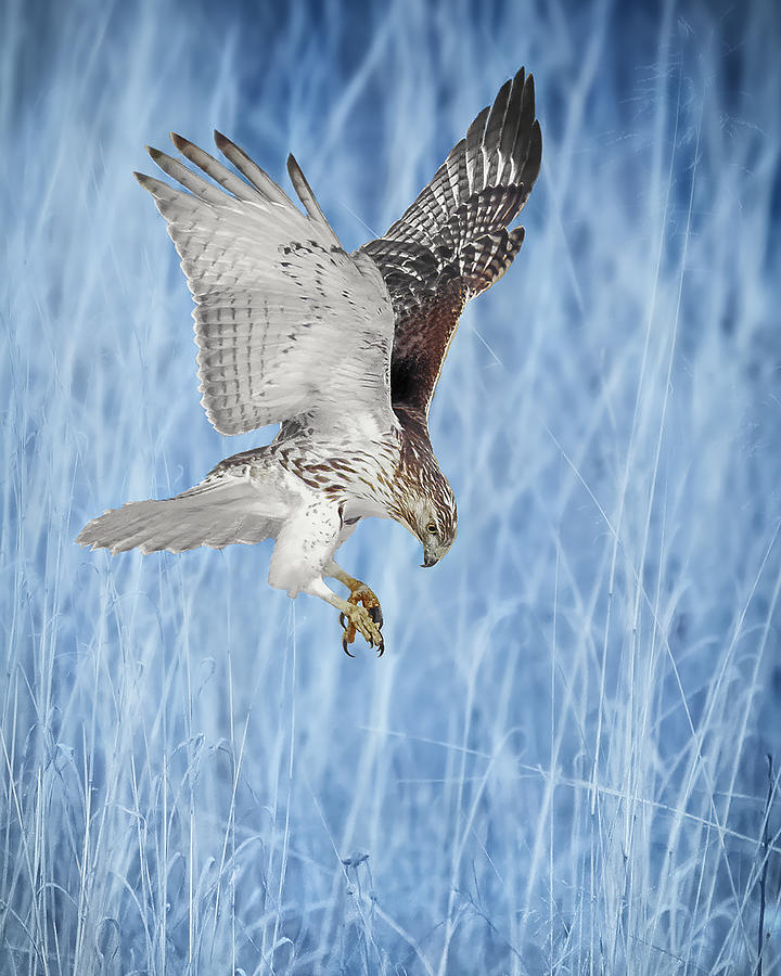Red-tailed Hawk Photograph by Ruijuan Liu