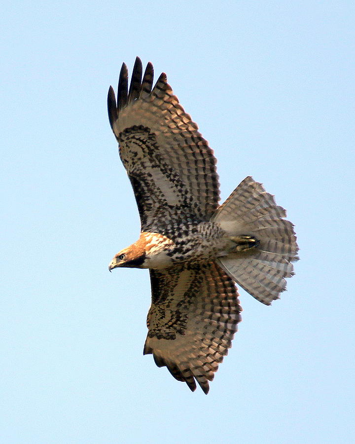 Red Tailed Hawk Soaring Photograph by Rob Wallace Images - Pixels