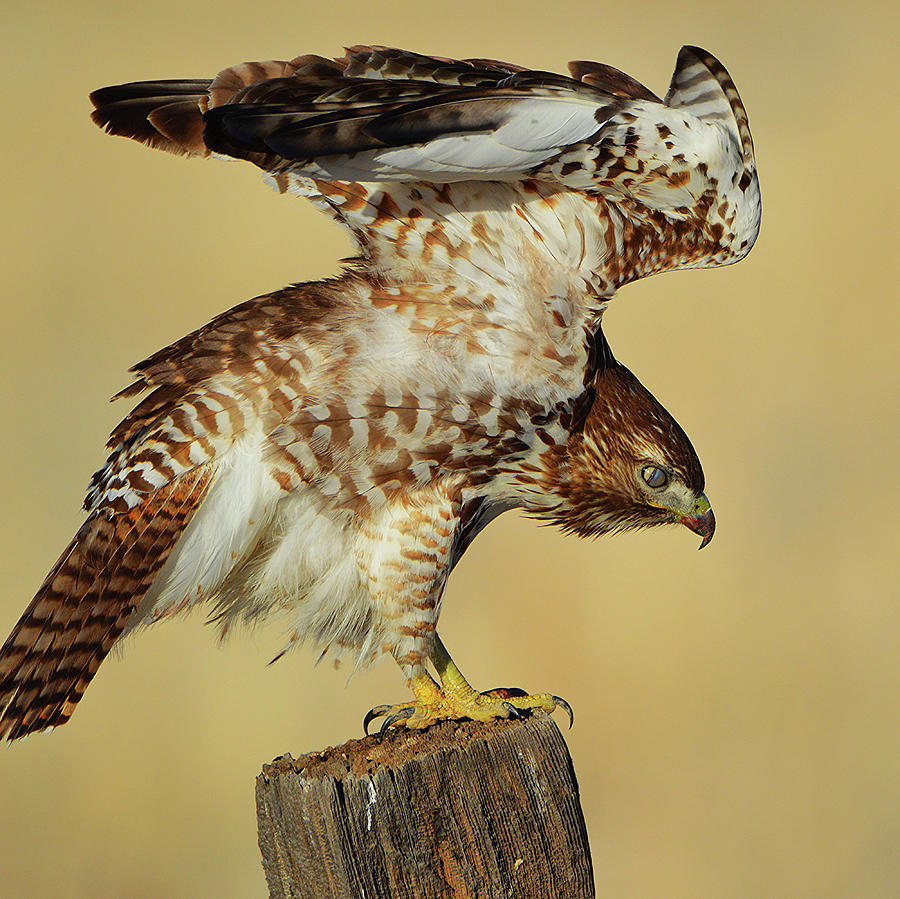 Red Tailed Hawk Stance Photograph by Lisa Fisher - Pixels