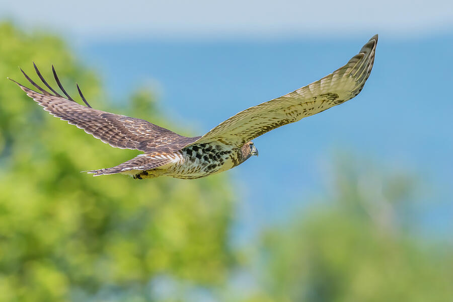 Red Tailed Hawk Summer Flight Photograph by Morris Finkelstein