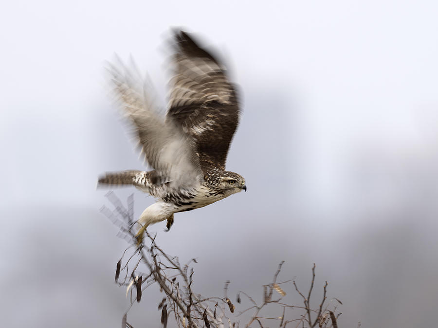 Red-tailed Hawk Take Off Photograph by Jia Chen