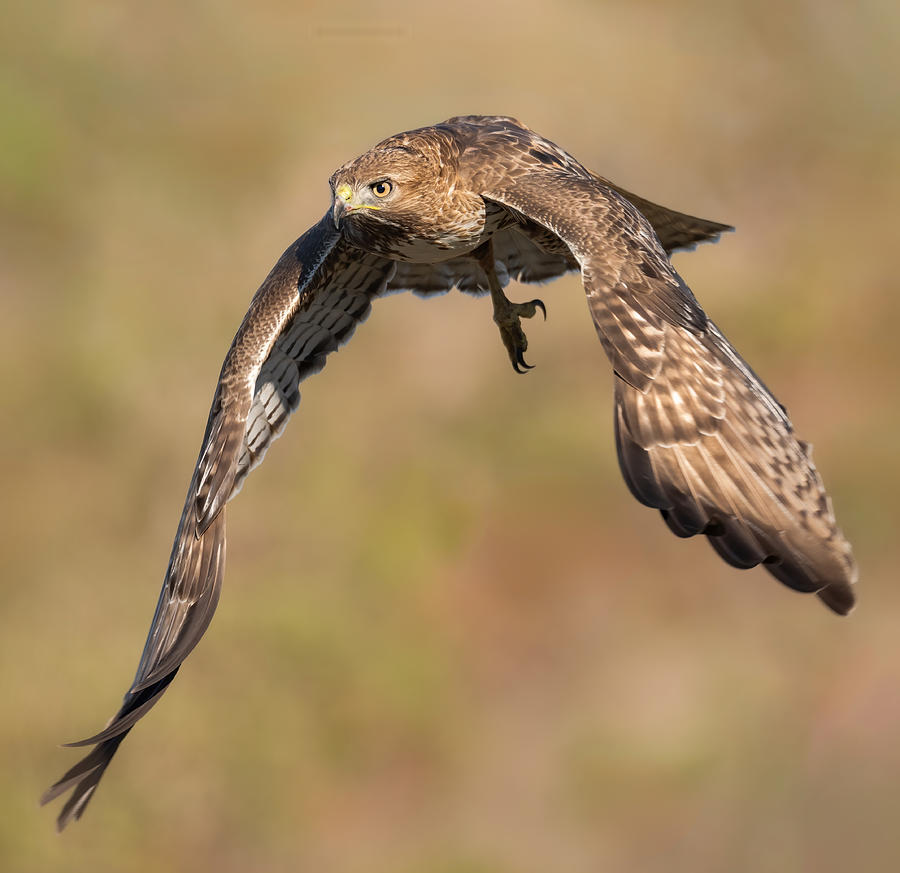 Bird Photograph - Red-tailed Hawk Taking Off by Jinchao Lyu
