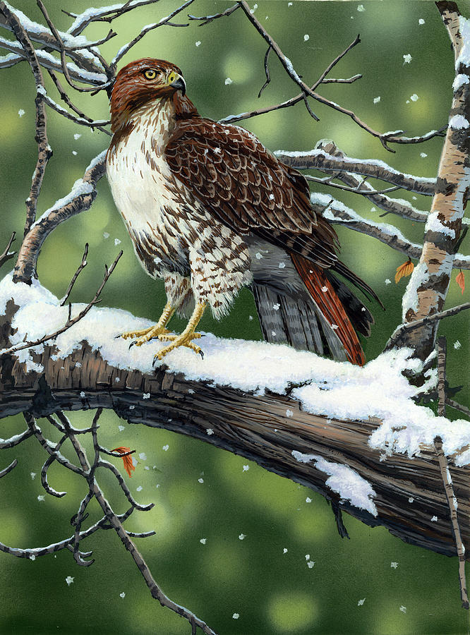 Winter Painting - Red Tailed Hawk by William Vanderdasson