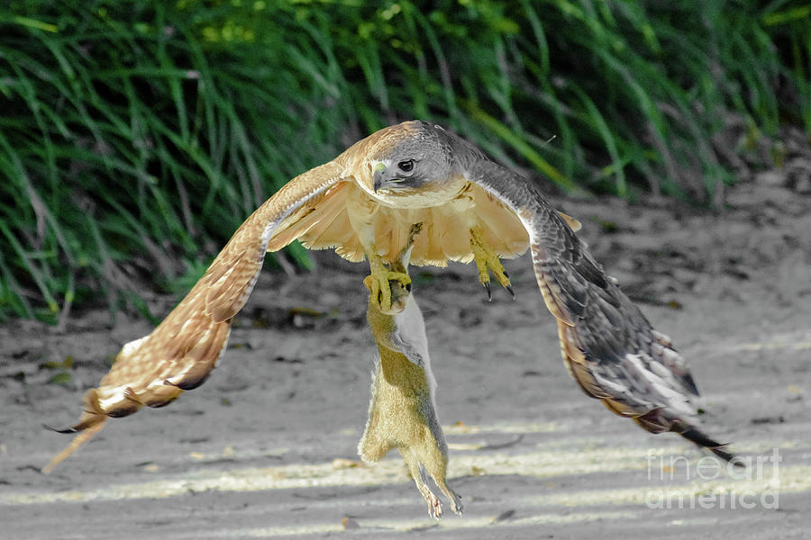 Nature Photograph - Red-tailed Hawk With Prey by Rafael De Armas