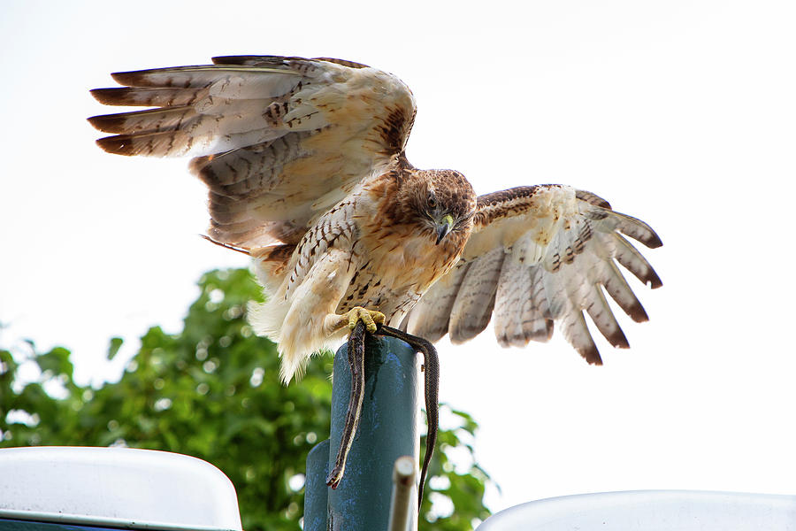 Red Tailed Hawk With Snake Photograph