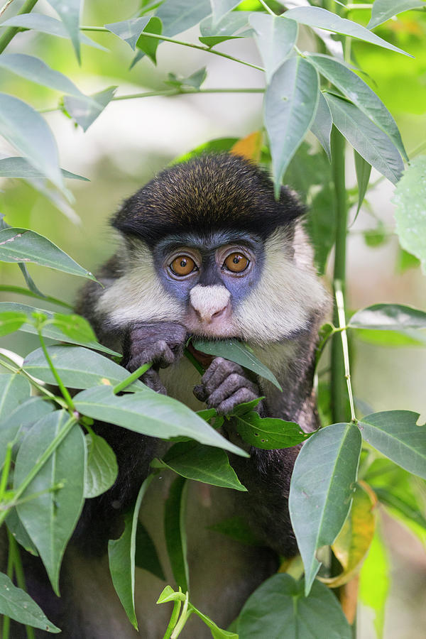 Red Tailed Monkey Feeding Photograph by Suzi Eszterhas