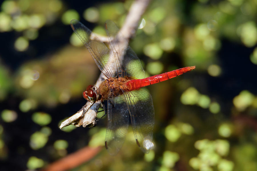 Red Tailed Pennant Photograph
