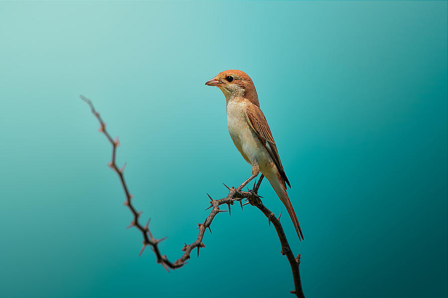Bird Photograph - Red Tailed Shrike! by Sina Pezeshki