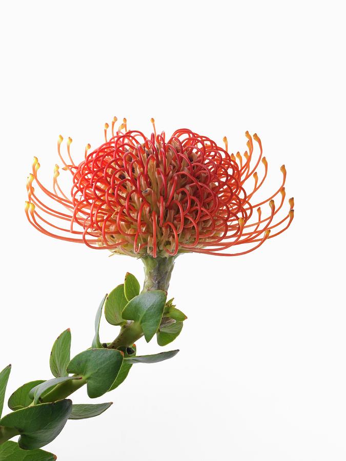 Red, Threadlike Stamens Of Exotic Plant Photograph by Johannes Grau