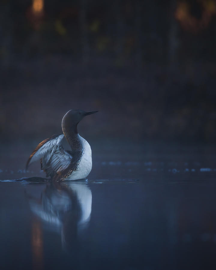 Loon Photograph - Red-throated Diver At The Break Of Dawn by Magnus Renmyr